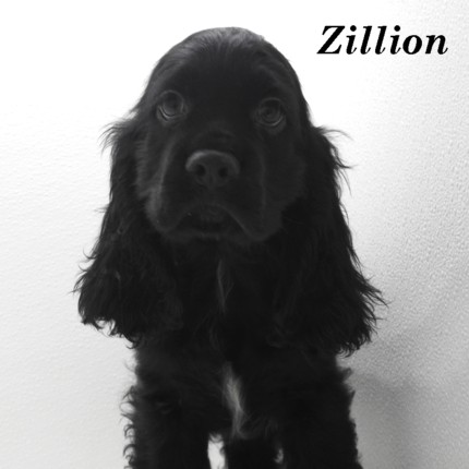 puppy, for, sale, Cocker Spaniel, Joe & Cherri  Overlease, dog, breeder, Miller, MO, dog-breeder, puppy-for-sale, forsale, nearby, find, puppyfind, locator, puppylocator, aca